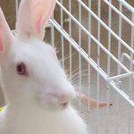 کلینیک دامپزشکی دکتر هلشی