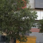 کیف نیوشا