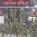 پخش مواد پروتئینی سید