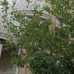 خانه صنایع دستی تلفیق هنر