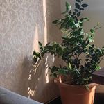 مرکز مشاوره و خدمات روانشناختی مدرسه