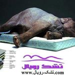 تشک رویال