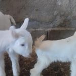لبنیات ارگانیک بز