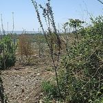 باغ خانوادگی لطفی