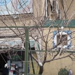 گیاهان دارویی اریکه