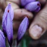 لبنیاتی سنتی پایتخت
