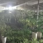 گلخانه نگین سبز