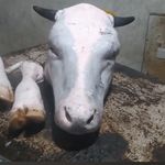 کشتارگاه تمیز کردن کله پاچه گا