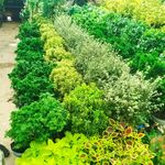 خدمات باغبانی درتمام نقاط تهران