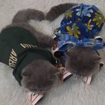 پت شاپ پاندی