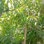 نهال درخت گل و گیاه فروشی
