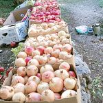 اقامتگاه گردشگری سام