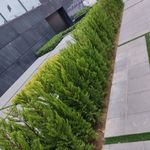 خدمات باغبانی هرس کاری صاحبدل