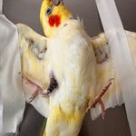 مجتمع درمانی دامپزشکی مهر(دکتر عباسی)