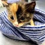 کلینیک دامپزشکی لیون