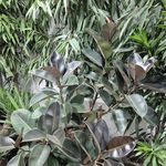 گل و گیاه ایلیا