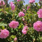 گلاب دوآتشه عرقیجات گیاهی ومعجون شمیم گل