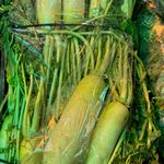 بازرگانی فارم پلاس