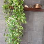 تهیه غذا وکترینگ زعفرون