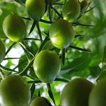 گلخانه سبزی و صیفی‌جات محسن دهقانی