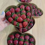 نیک ترش،دنیای لواشک