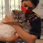 بیمارستان دامپزشکی هلسی پت