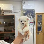 درمانگاه دامپزشکی های پت