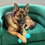 پانسیون و پت شاپ افروپت