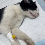 کلینیک دامپزشکی کارمن