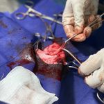 کیلینیک دامپزشکی و پت شاپ داروین