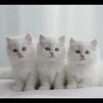 پت شاپ قلعه حیوانات