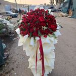 گل کیانا