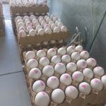 فروشگاه تخم مرغ پکر