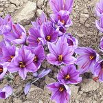 زعفران فروشی خمین