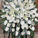 گل فروشی آندیا (شعبه یک)