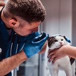 دامپزشکی سیار شبانه روزی شارون