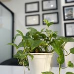 آرایشگاه و آکادمی پریسان