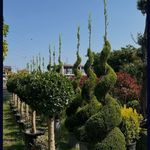 خدمات باغبانی