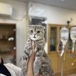 درمانگاه دامپزشکی های پت