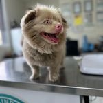 کلینیک دامپزشکی و پت‌شاپ اکسینپت اصفهان