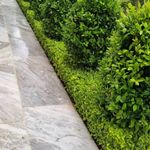 خدمات باغبانی هرس کاری صاحبدل