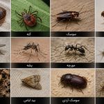 شرکت سمپاشی پایدارتهران وحومه