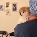 دامپزشکی اطلس وت