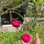 باغ رستوران هورلند