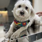 دامپزشکی اطلس وت