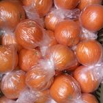 پخش کلی و جزئی پرتغال در گیلان