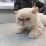 آرایشگاه حیوانات خانگی ادریس پت گرومینگ