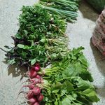 سبزی خوردن دسته 100گرمی