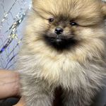 خرید و فروش سگ آوا پت