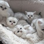 پت شاپ قلعه حیوانات